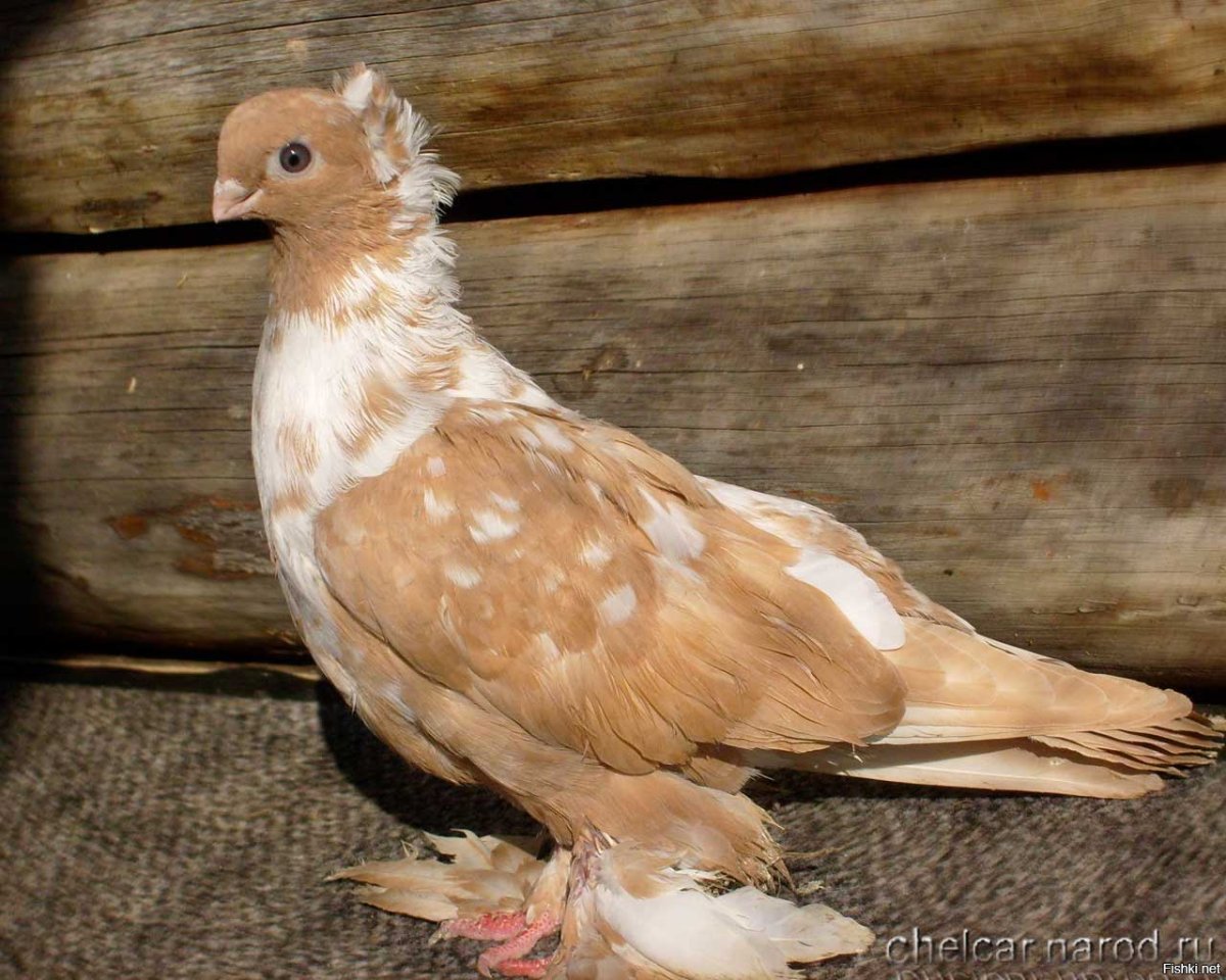 Голубь якобин лиловый