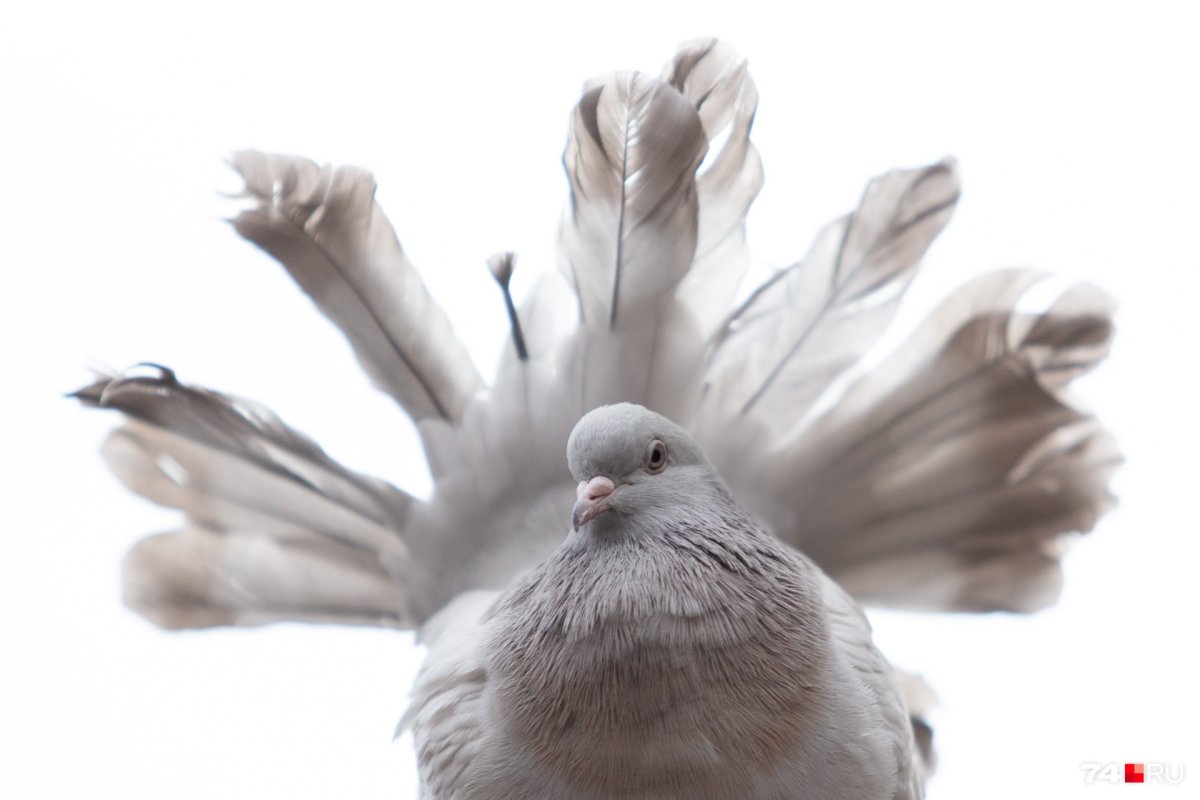 Красивые голуби