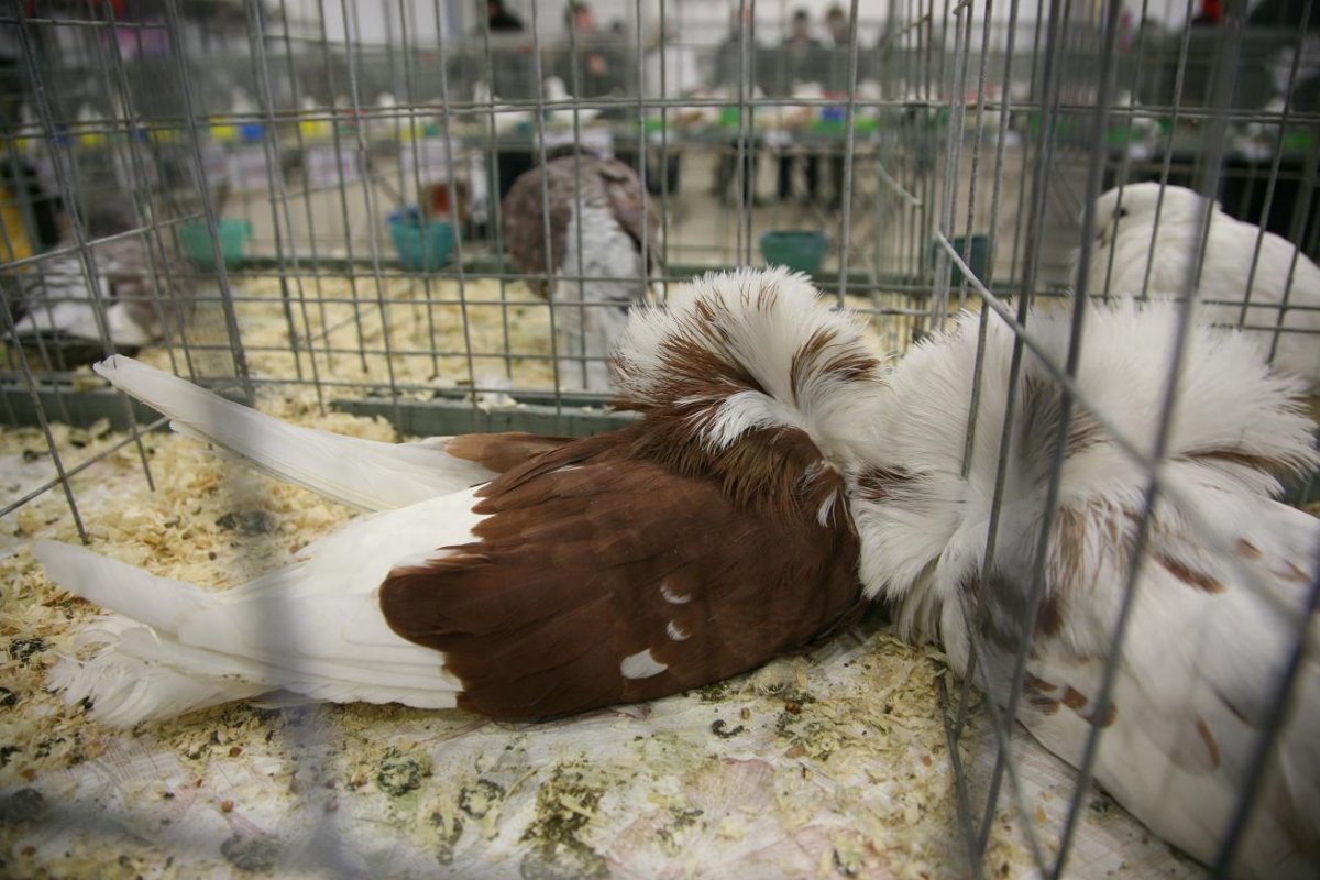 Декоративные голуби