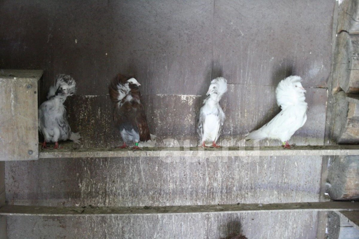 Голуби породы Богемская космоногая