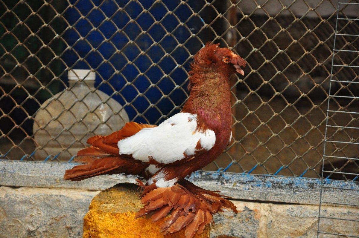 Голуби породы Богемская космоногая