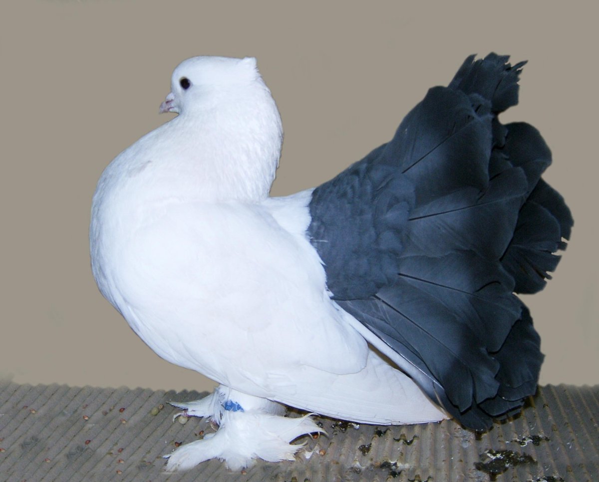 Frillback Pigeon порода голубей