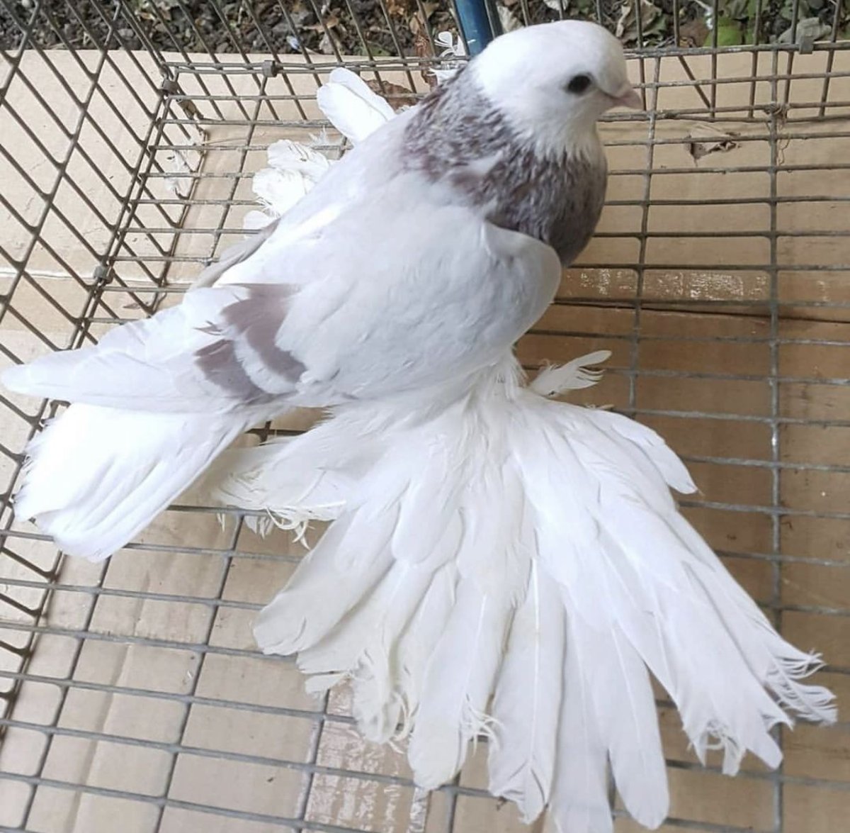 Голуби породы Богемская космоногая