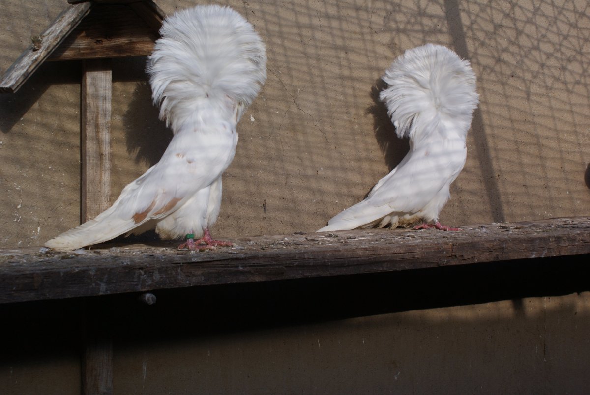 Голуби капуцины