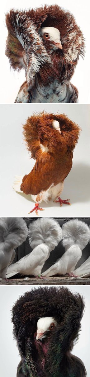 Пушистый голубь