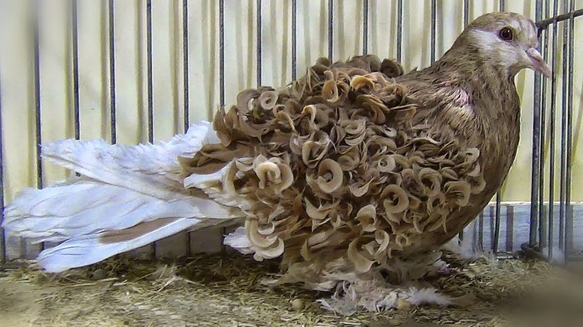 Голуби породы капучино