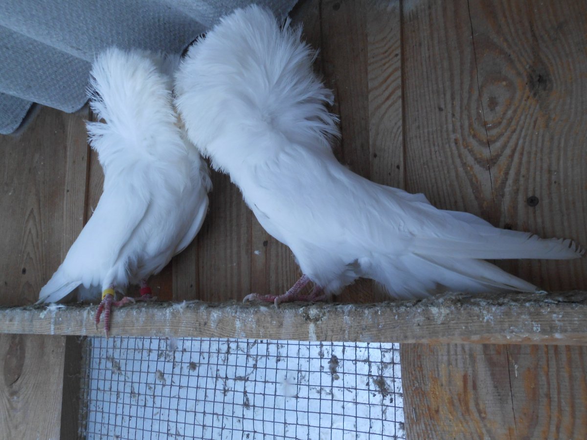 Якобины фото