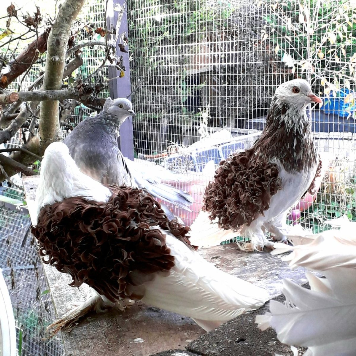 Саксонский Турман