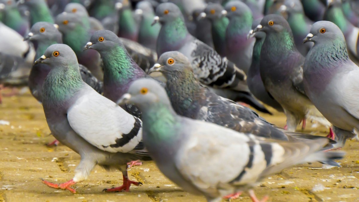 Голуби породы якобины