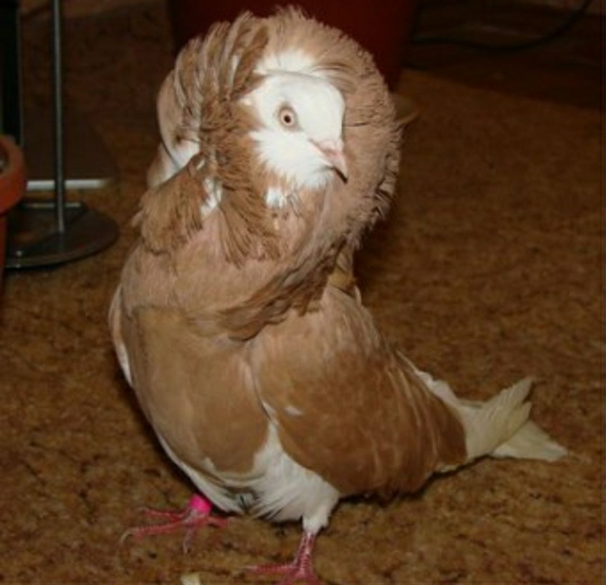 Венценосный голубь Виктория