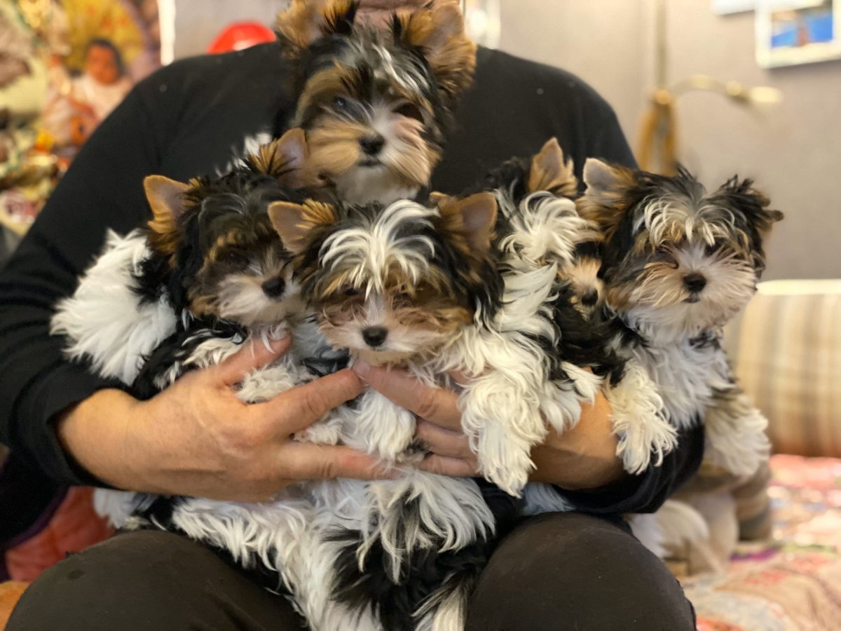 Бивер птичка