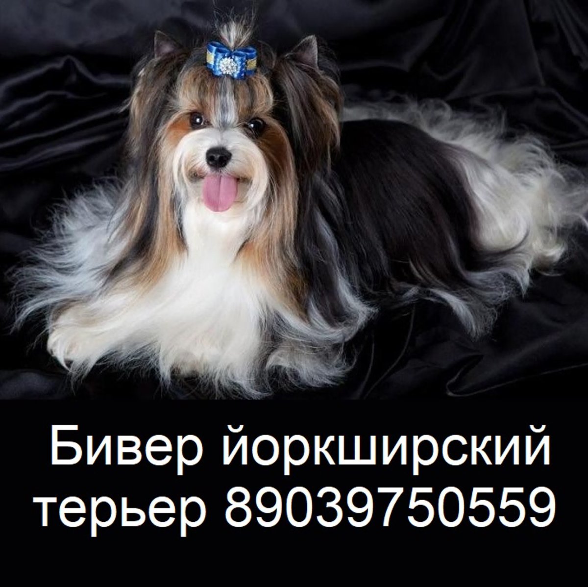 Питомник биверов Алекс Фэмили