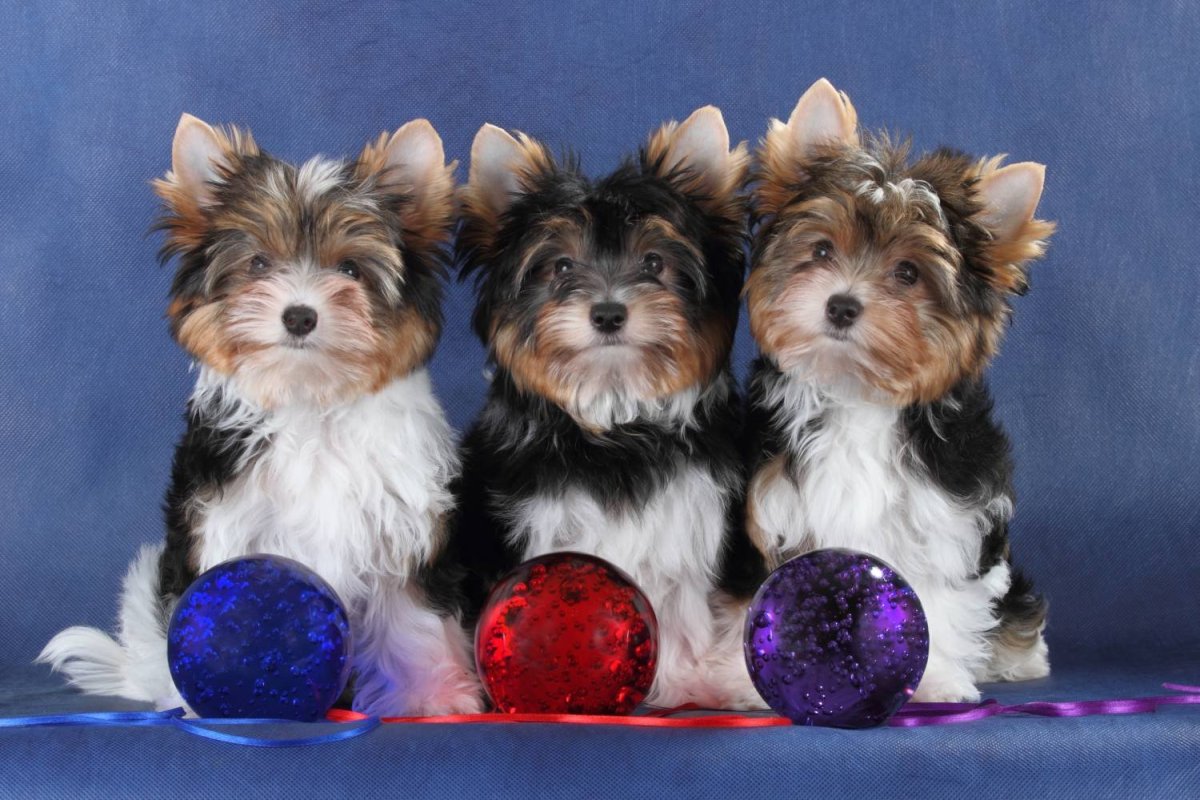 Бивер терьер стриженный