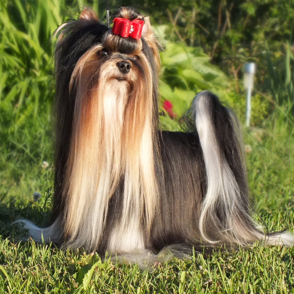 Бивер-Йоркширский терьер черный