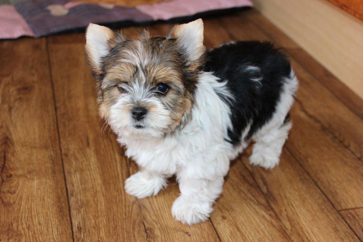 Бивер Мерле