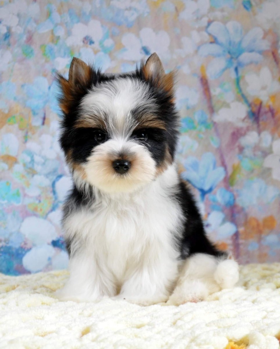 Бивер-Йоркширский терьер породы комнатно-декоративных