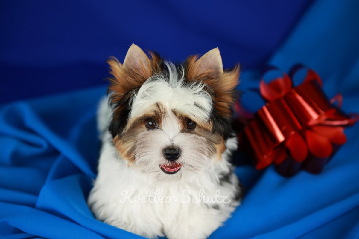 Бивер Йорк мини