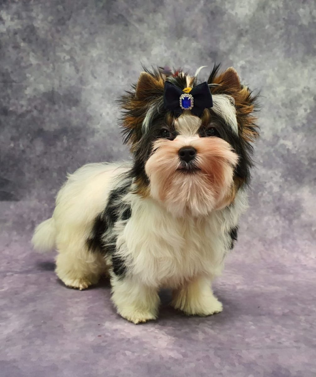 Бивер-Йоркширский терьер мини