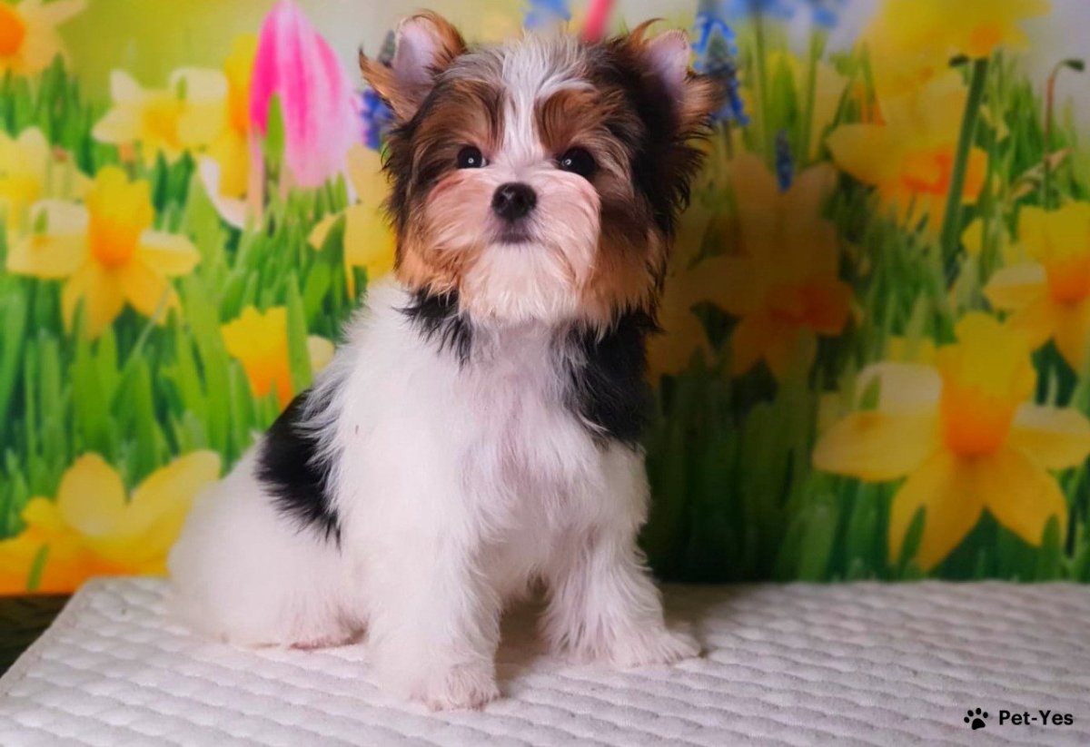 Бивер что за порода