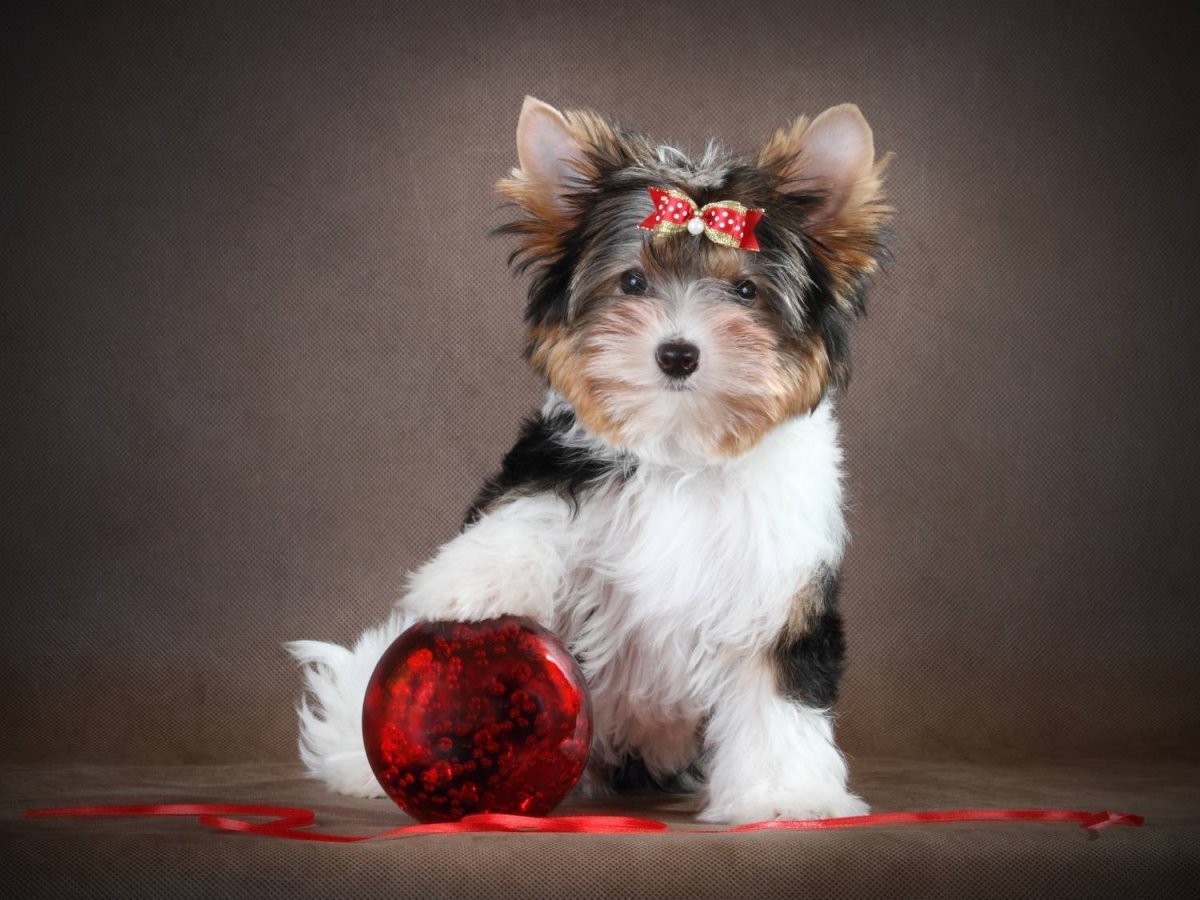 Йоркширский терьер бермерлен