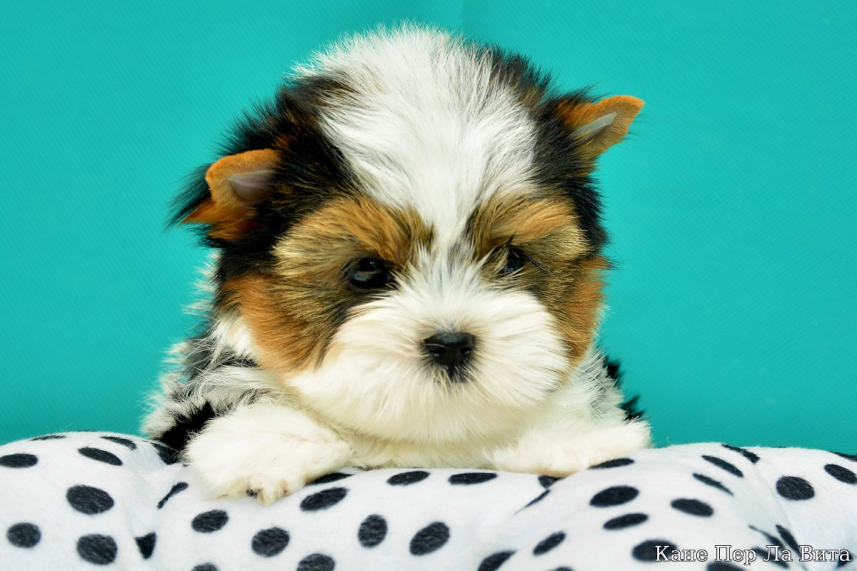 Бивер-Йоркширский терьер мини