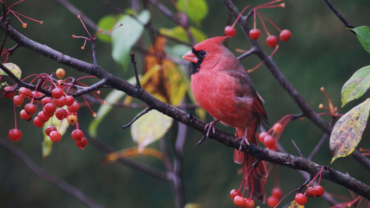 Расписная овсянка птица