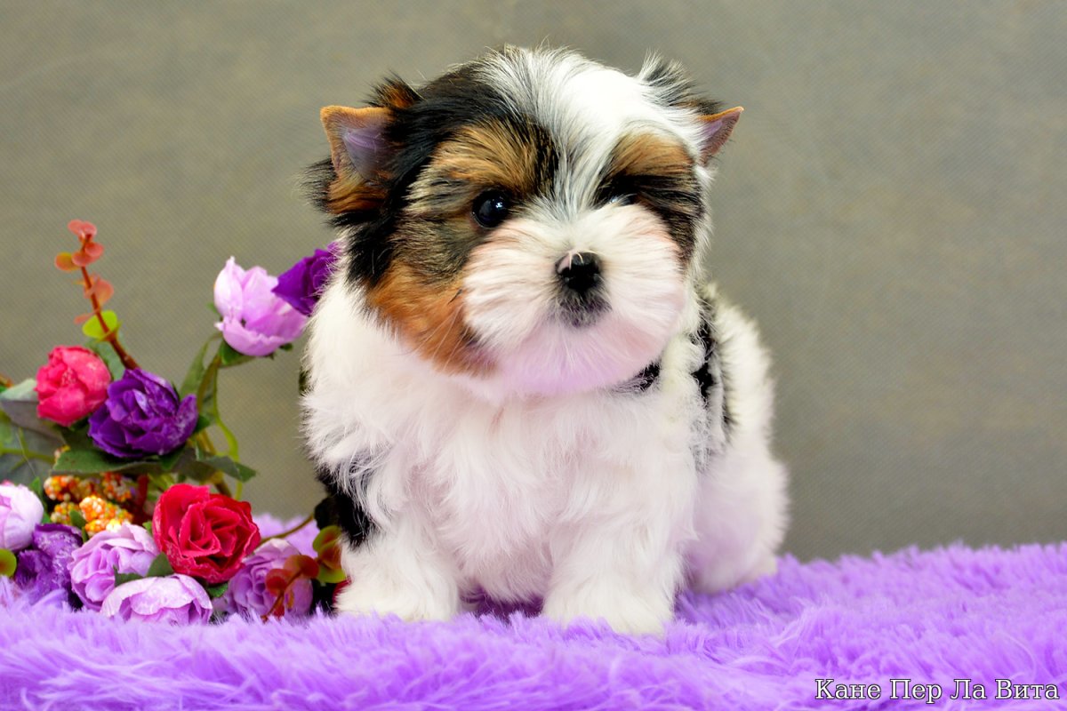 Уильям Бивер