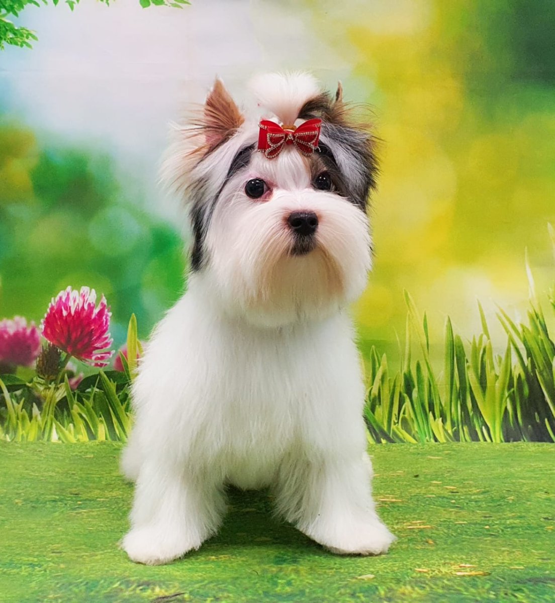 Питомник Бивер йорков Тандер Брюн