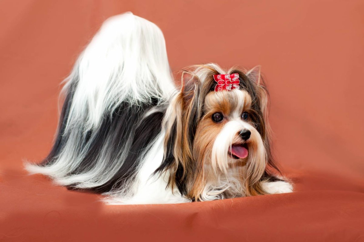 Бивер Йорк с длинной шерстью