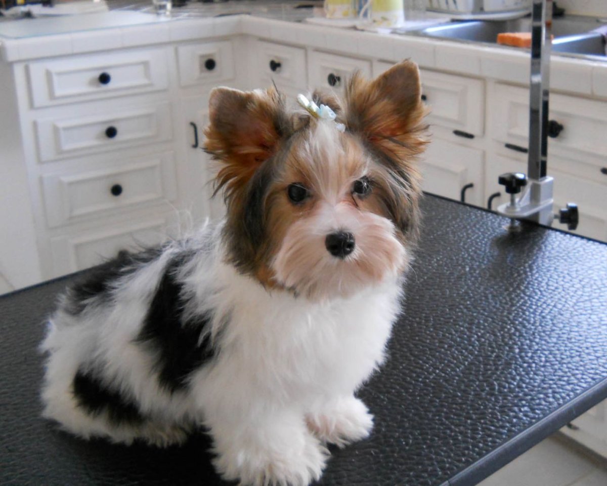 Бивер-Йоркширский терьер черный