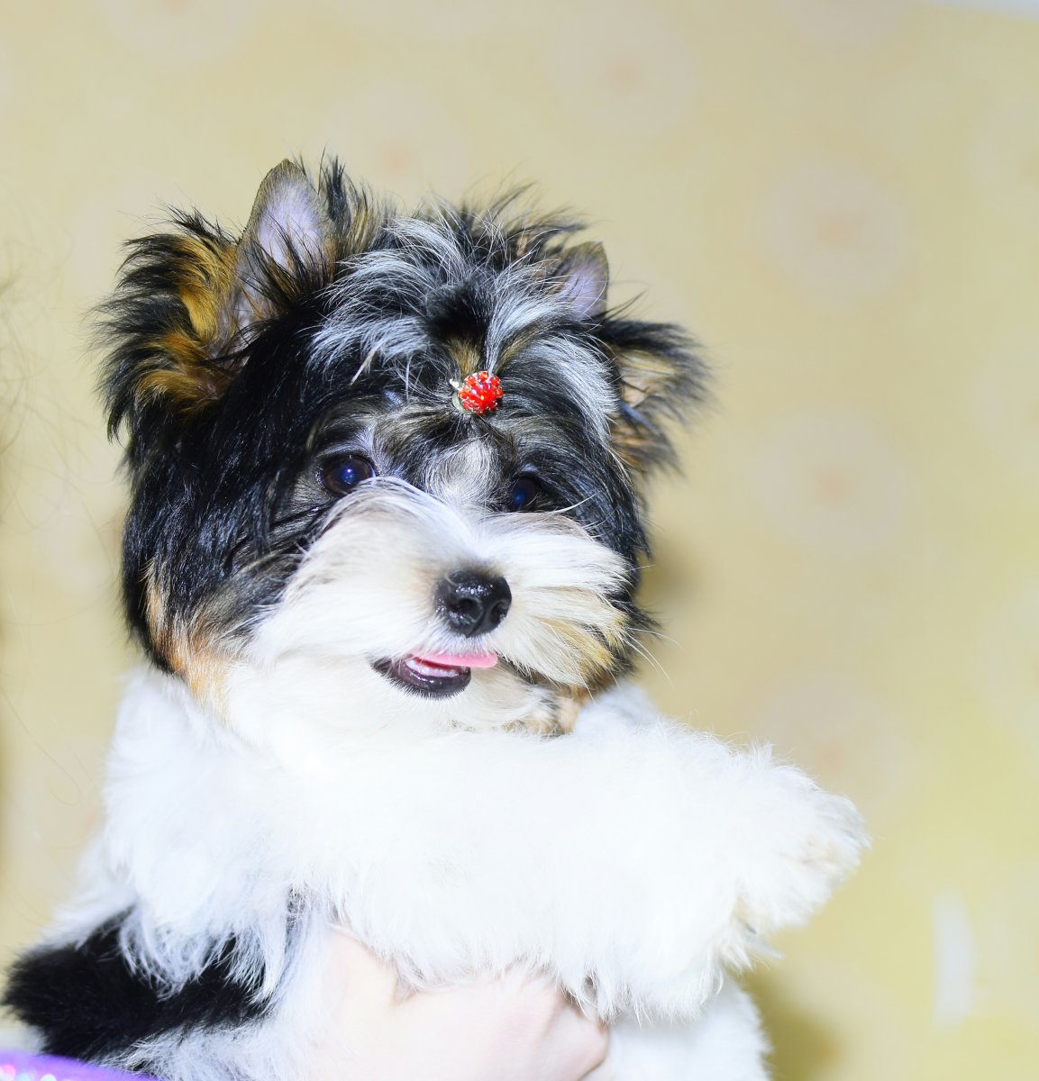 Эксклюзивные цветные йорки