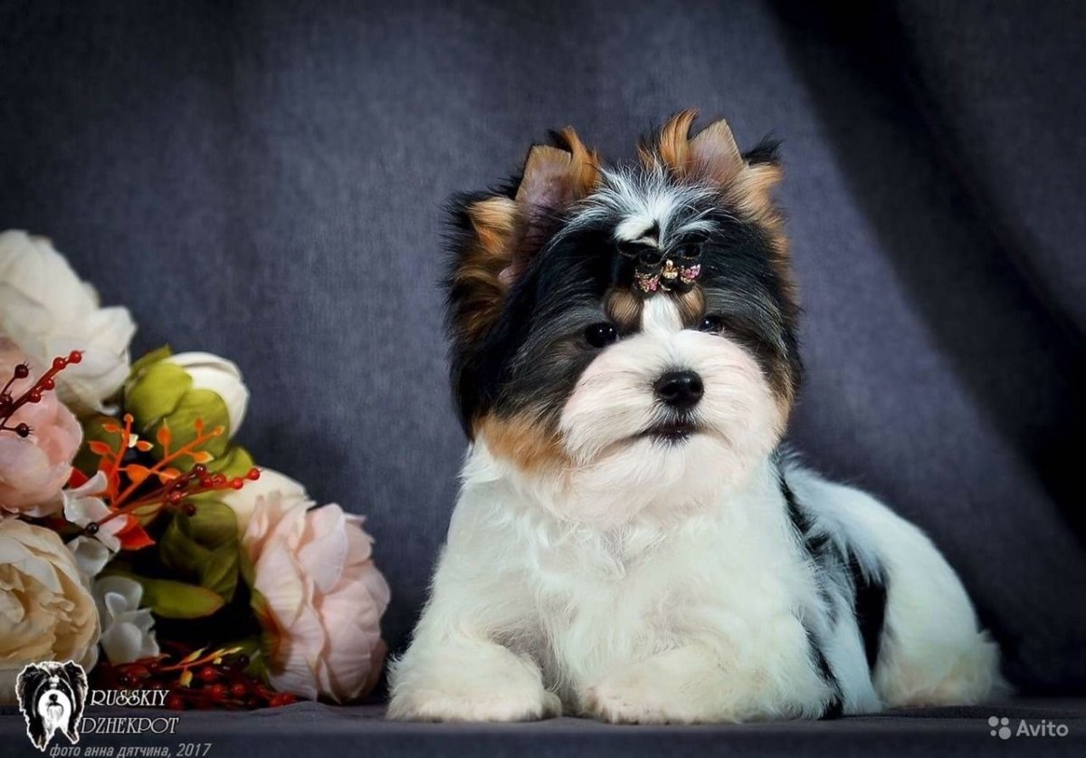 Биллер Йоркширский терьер