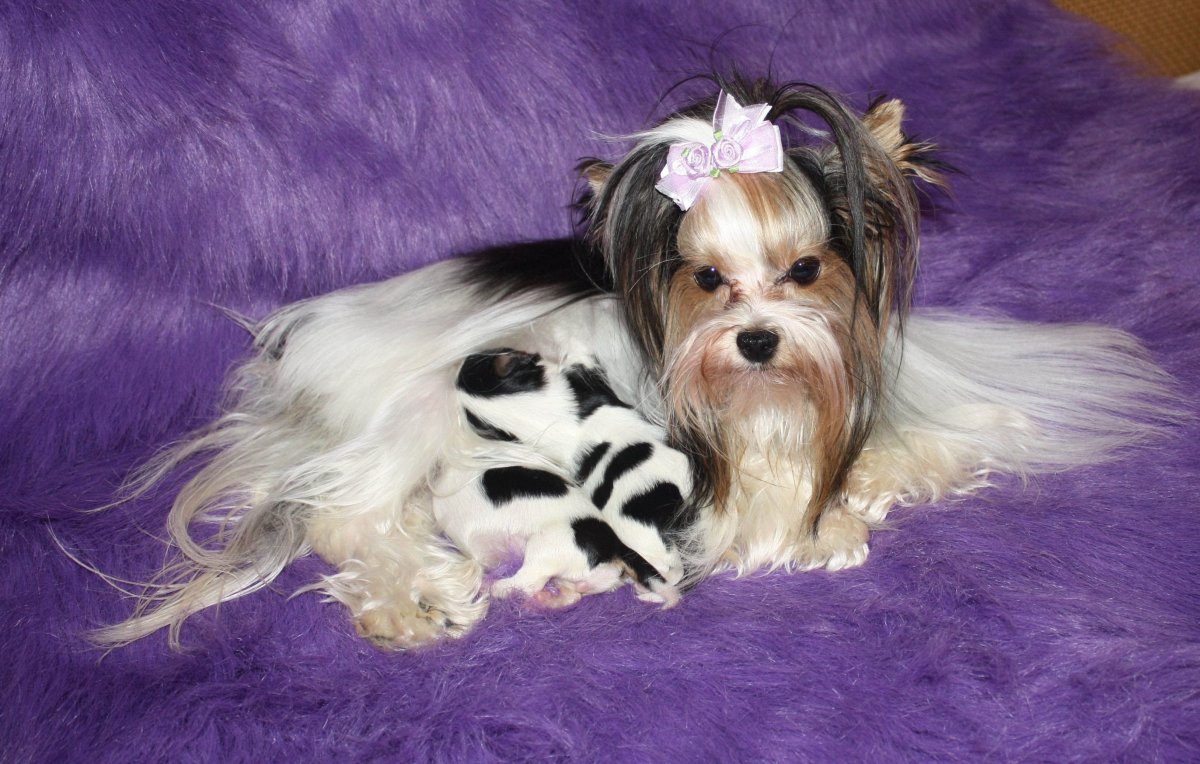 Бивер-Йоркширский терьер