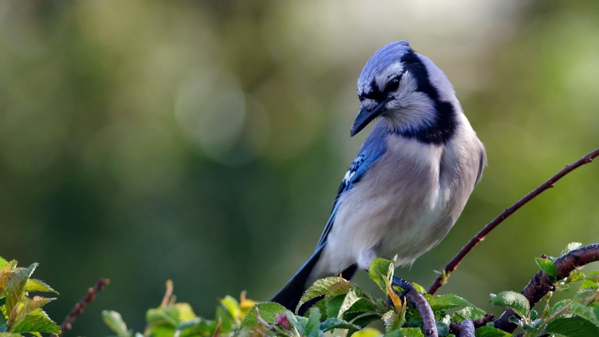 Красный Кардинал самка