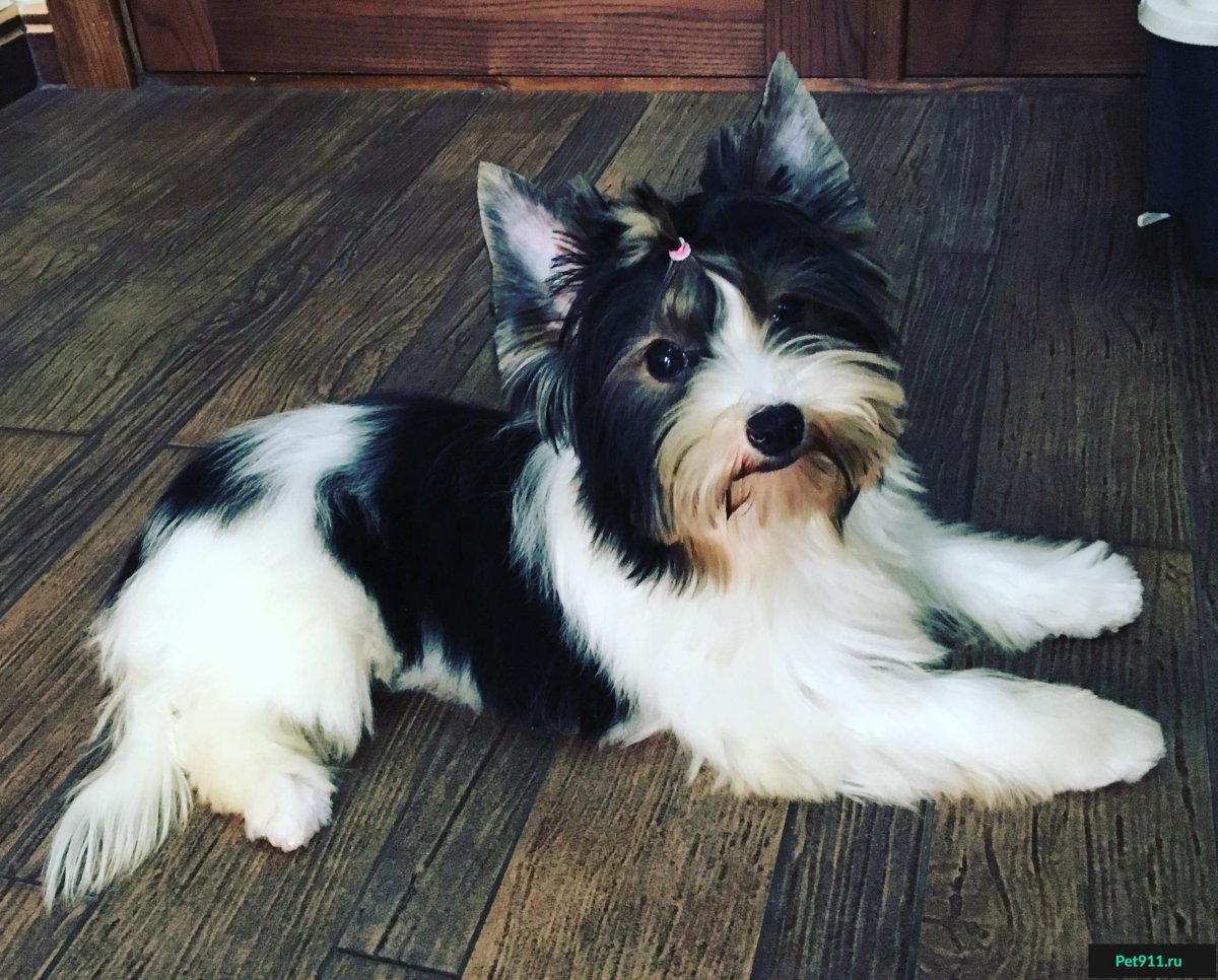 Бивер-Йоркширский терьер стрижки