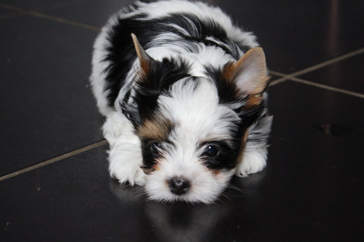 Биро Йоркширский терьер