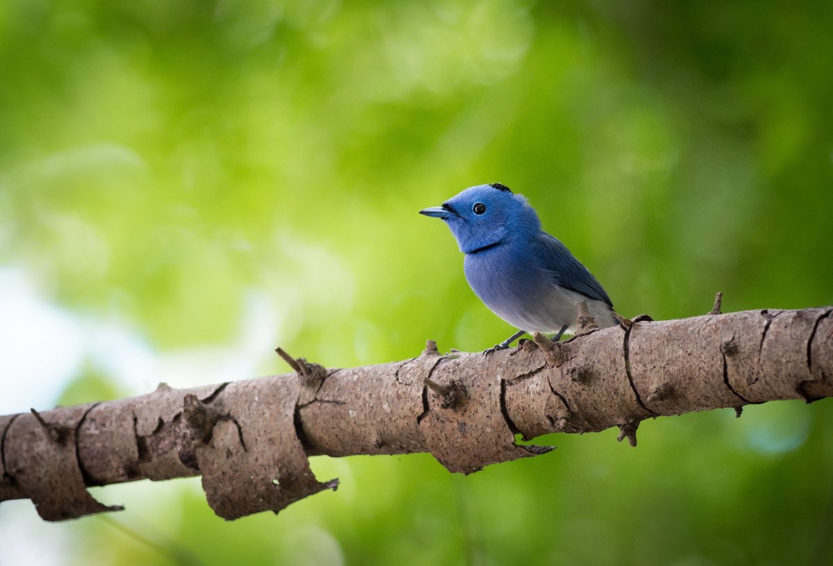 Птицы неразлучницы бииняо