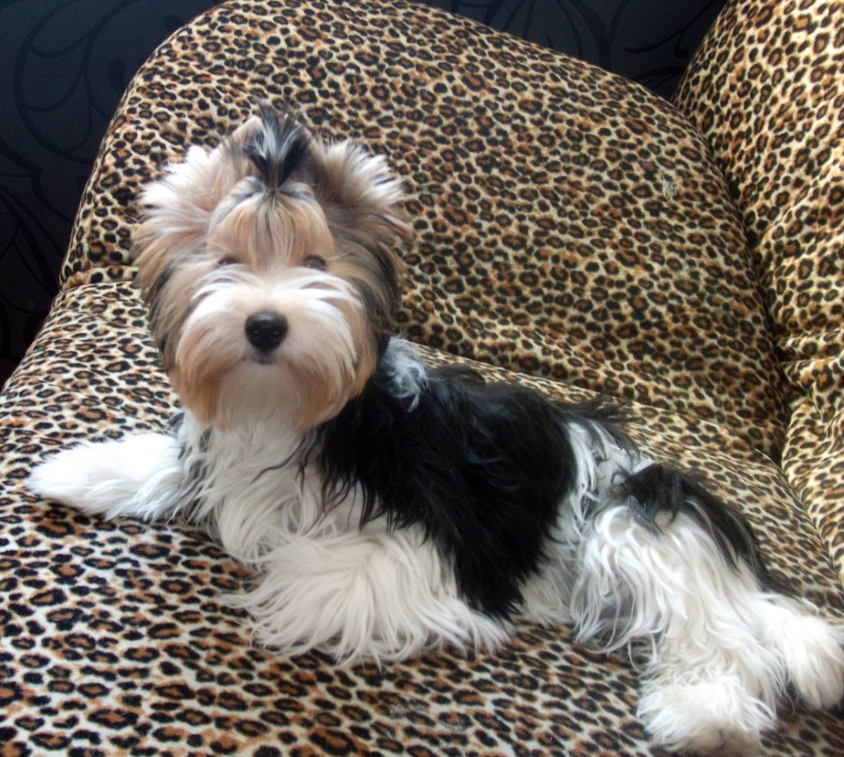 Груминг Бивер Йорка