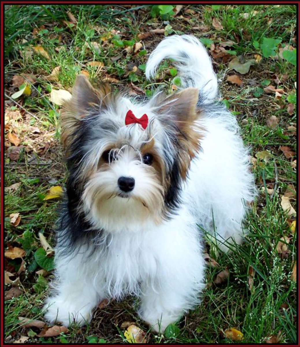 Биро и Бивер Йорк