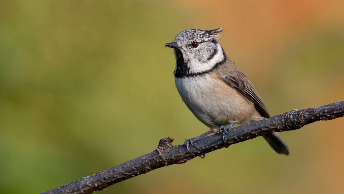 Голос воробья