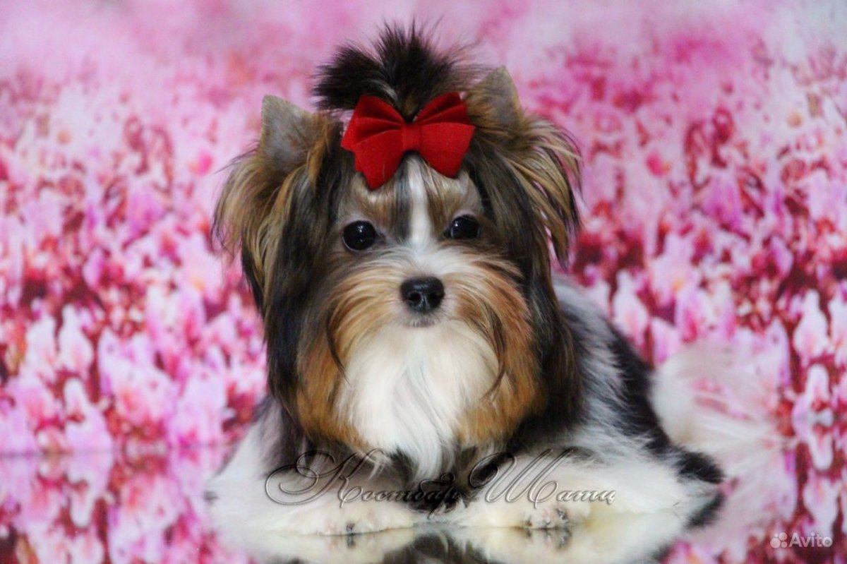 Щенки Бивер-Йоркширский терьер на траве