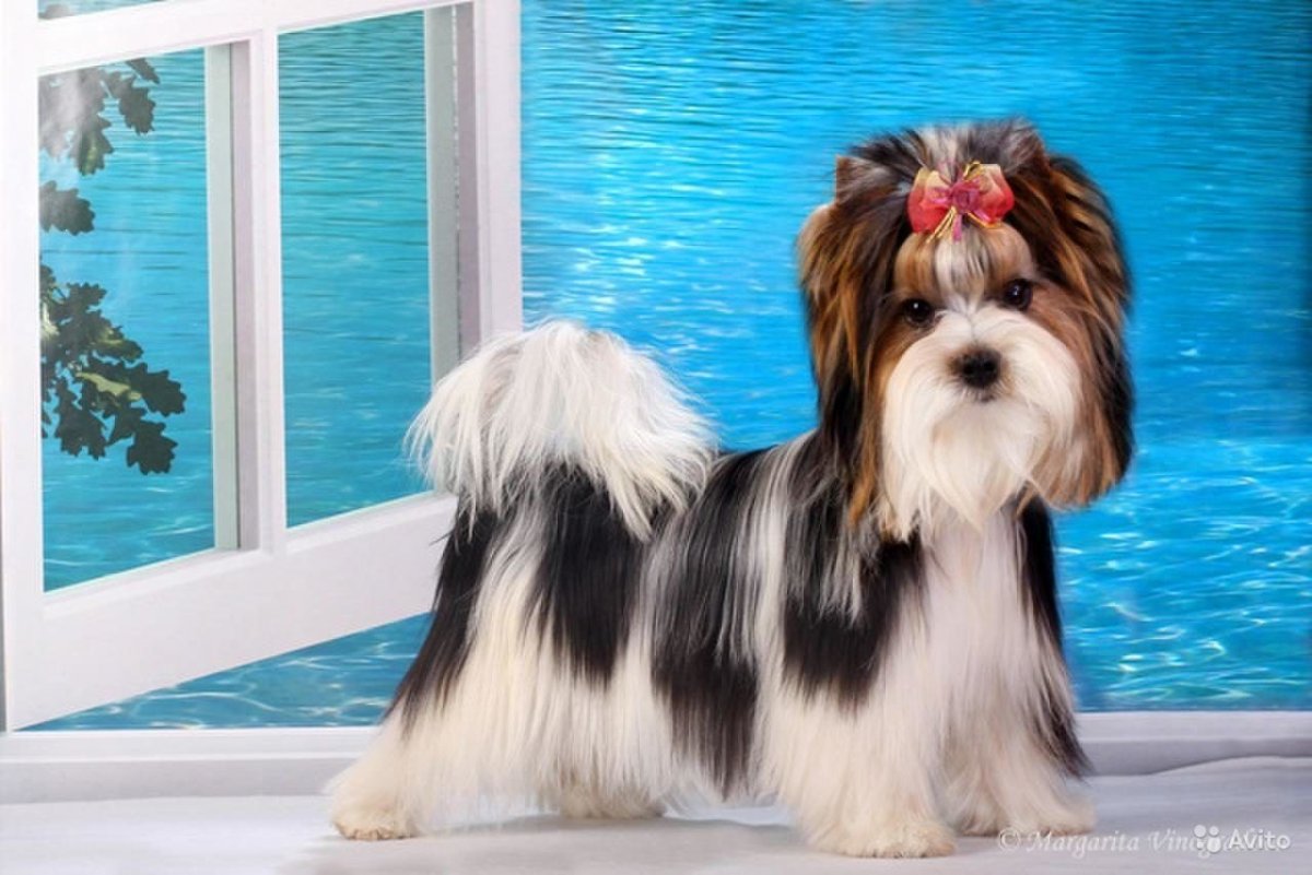 Биверёркш рский терьер