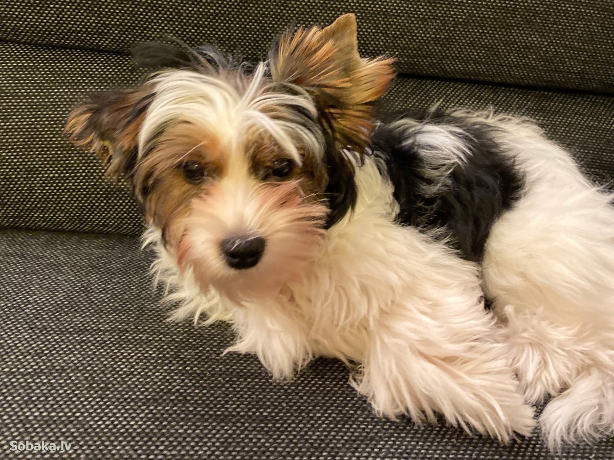 Бивер Йорк Мерль