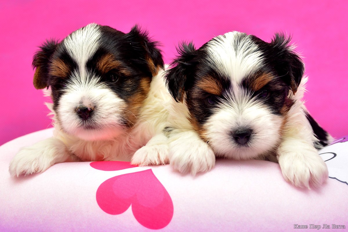 Бивер-Йоркширский терьер щенки