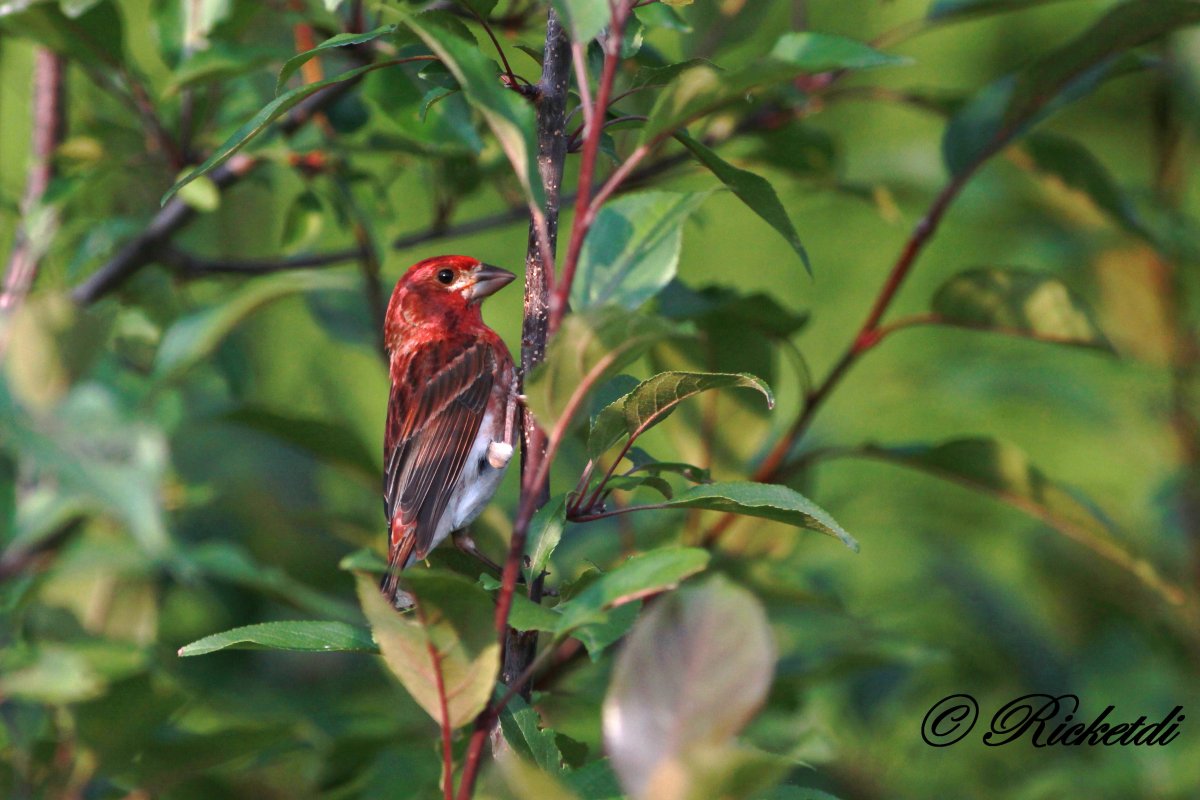 Птичка на ветке с ягодами