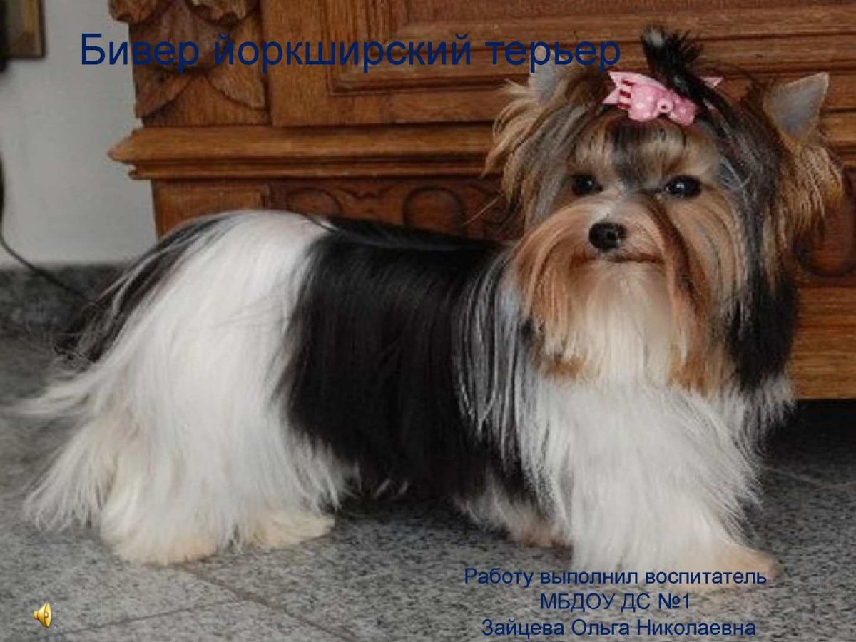 Бивер-Йоркширский терьер белый