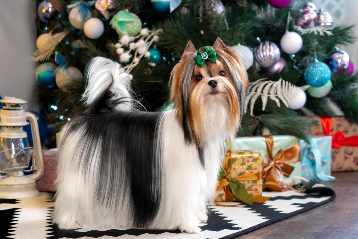 Бивер боксер