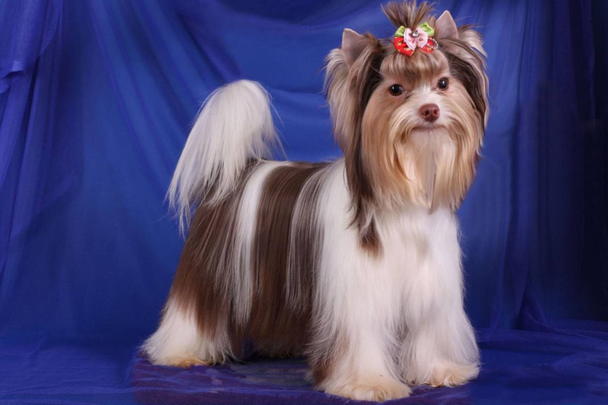 Бивер Йорк мини