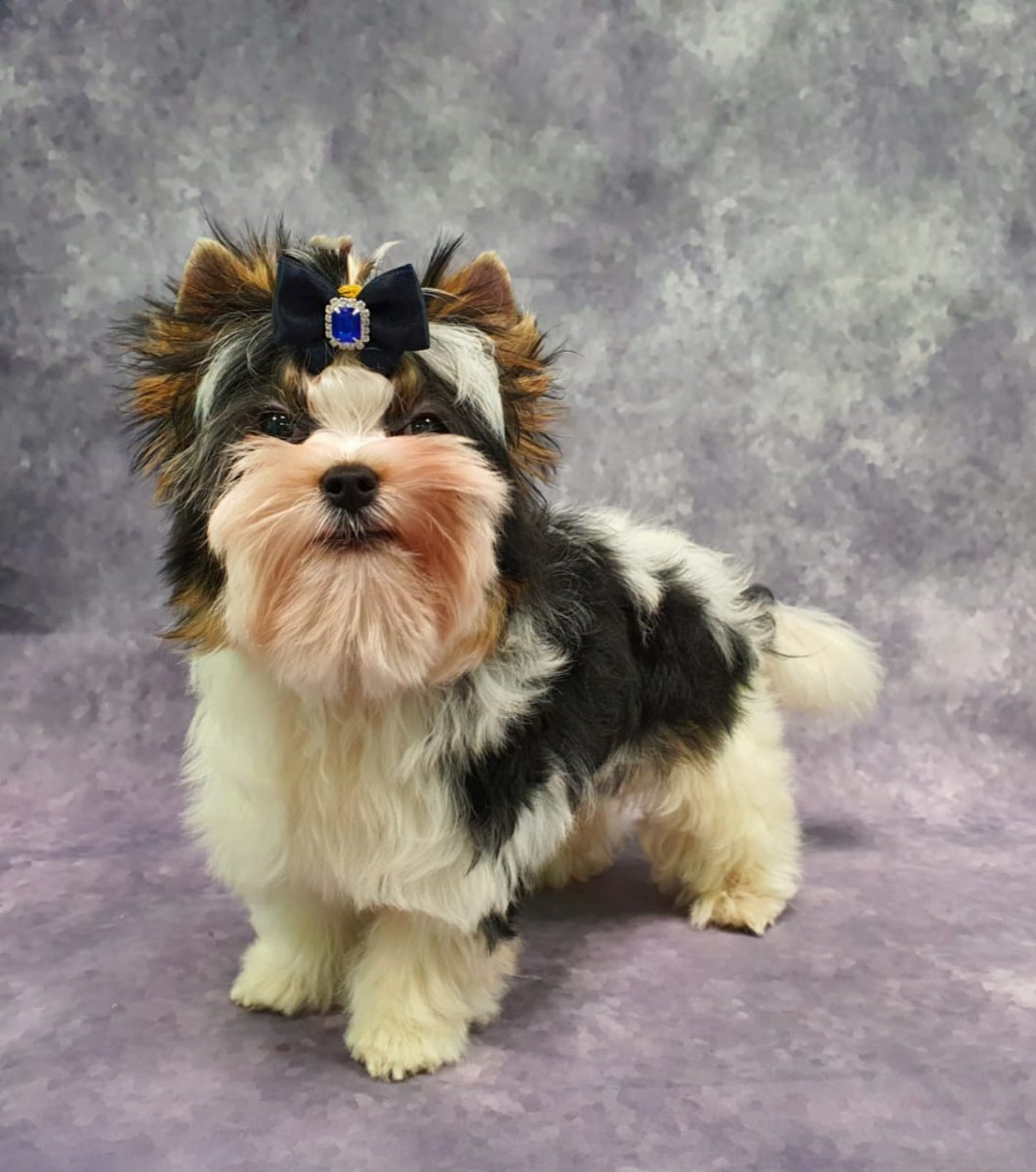 Бивер-Йоркширский терьер