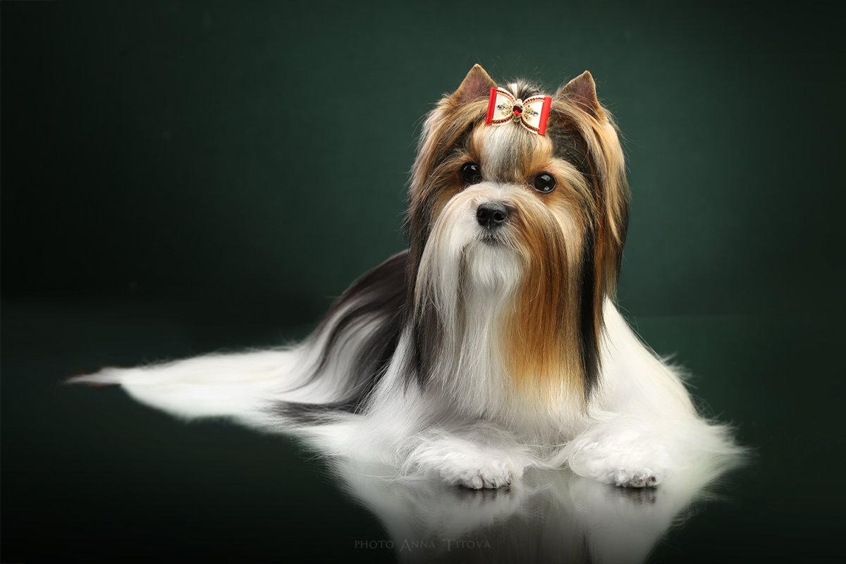 Бивереркширский терьер